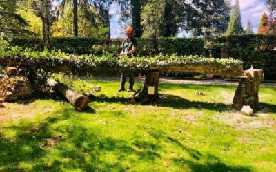 Tree Surgeon in Knutsford