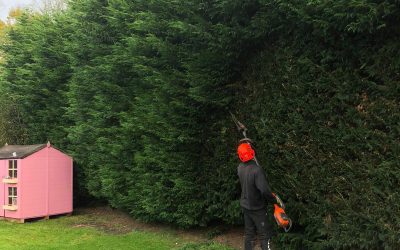 Tree Surgeon in Byley