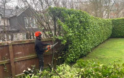 Hedge Removal in Knutsford