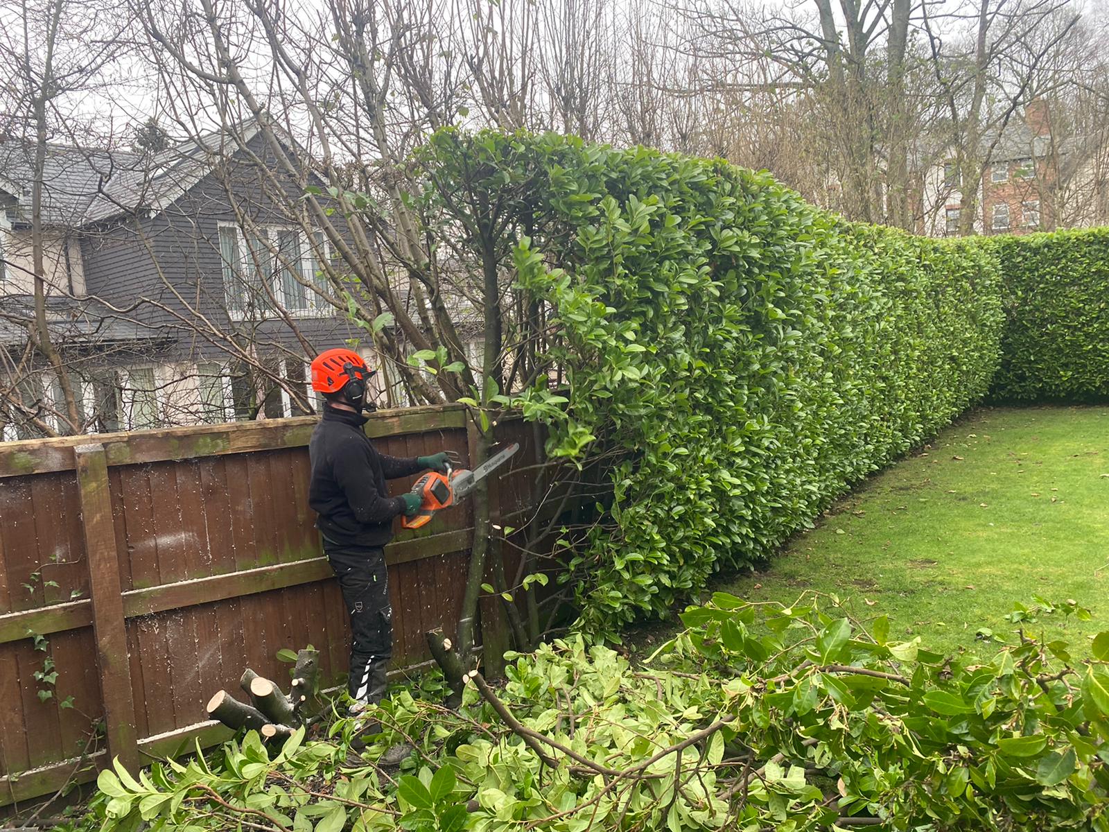 Hedge Removal in Knutsford