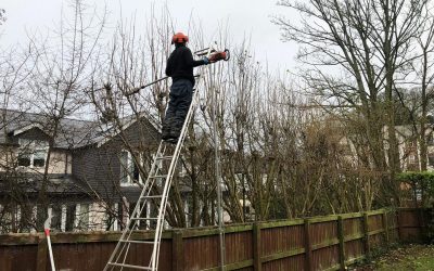 Garden Maintenance in Goostrey