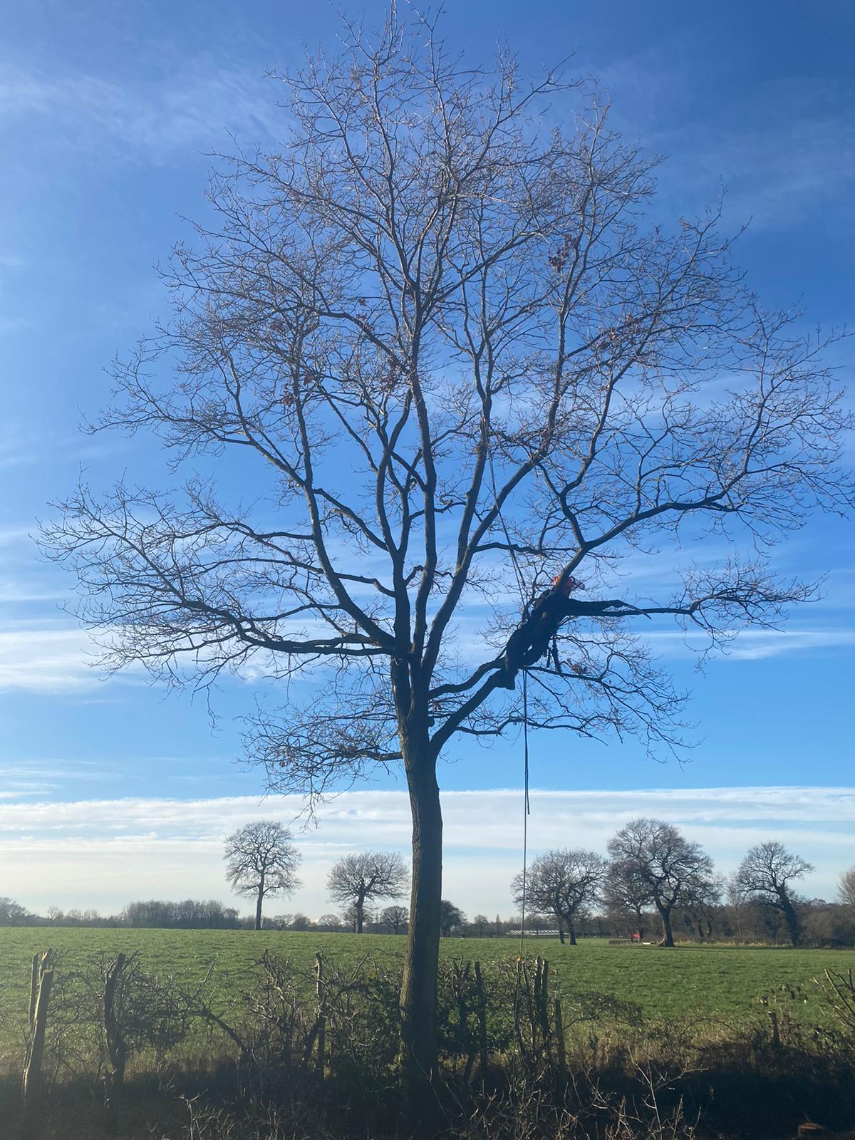 Tree Surgeons Knutsford