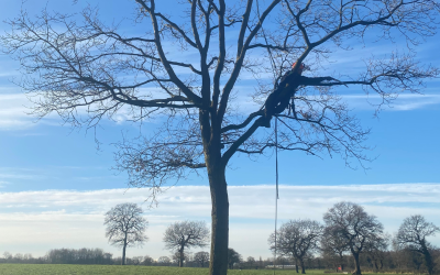 Tree Services Knutsford