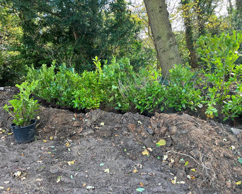 Hedge Laying Plumley